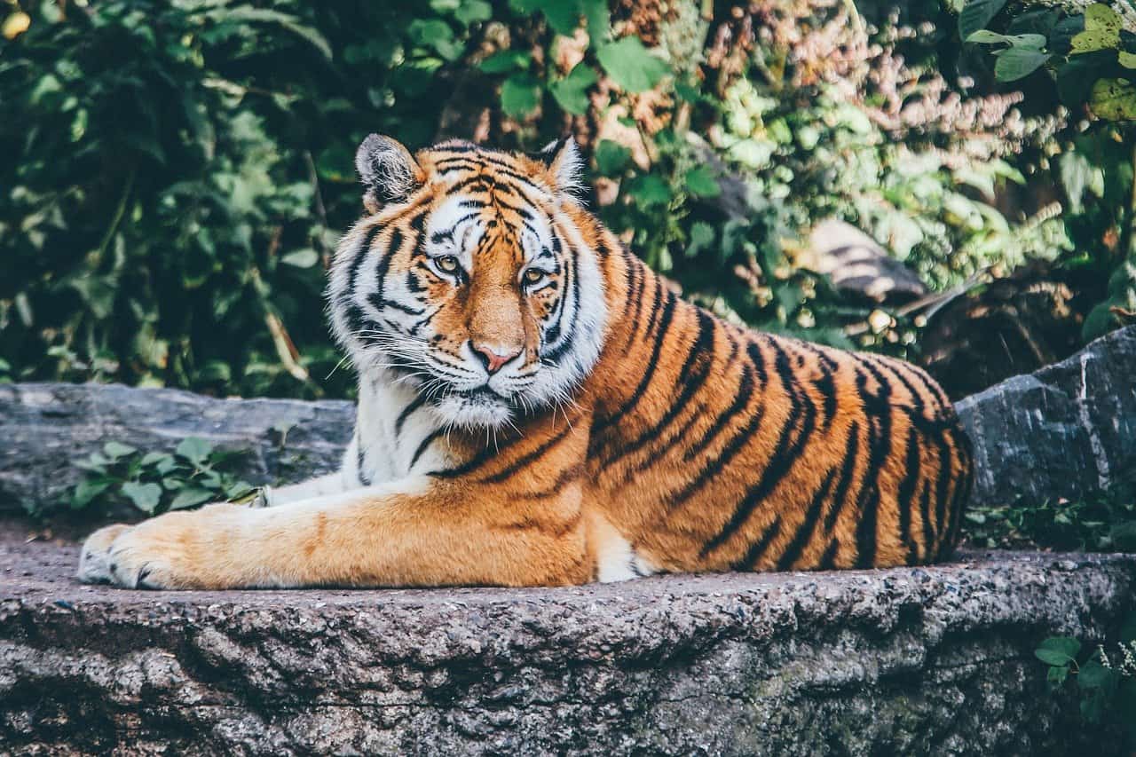 Tiger Chasing Me Dream Meaning and Symbolism - SYMBOLS