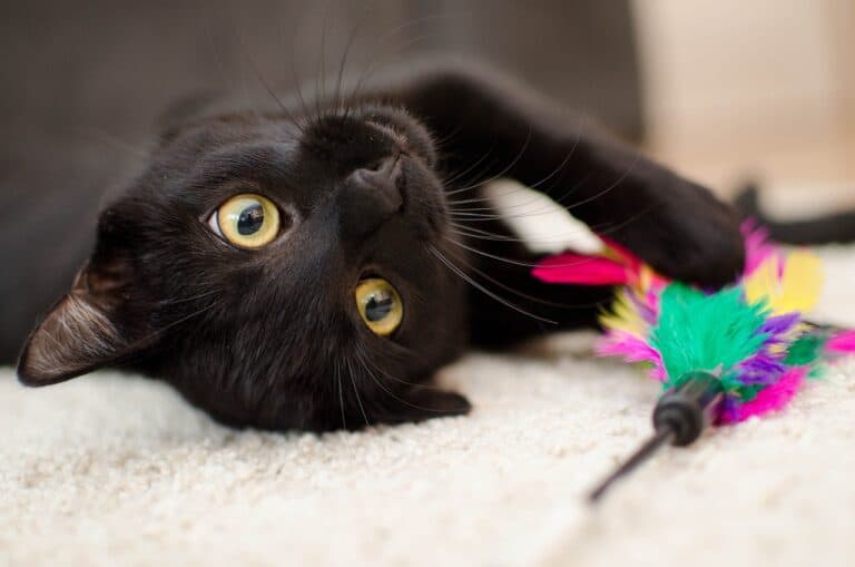 BLACK CAT DREAM Meaning Symbolism